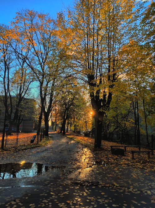 Fotos de stock gratuitas de calle vacía, naturaleza, rayos de sol