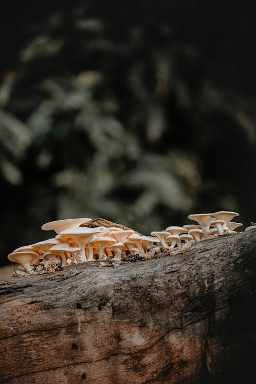 Photograph of White Mushrooms Growing on a Wood