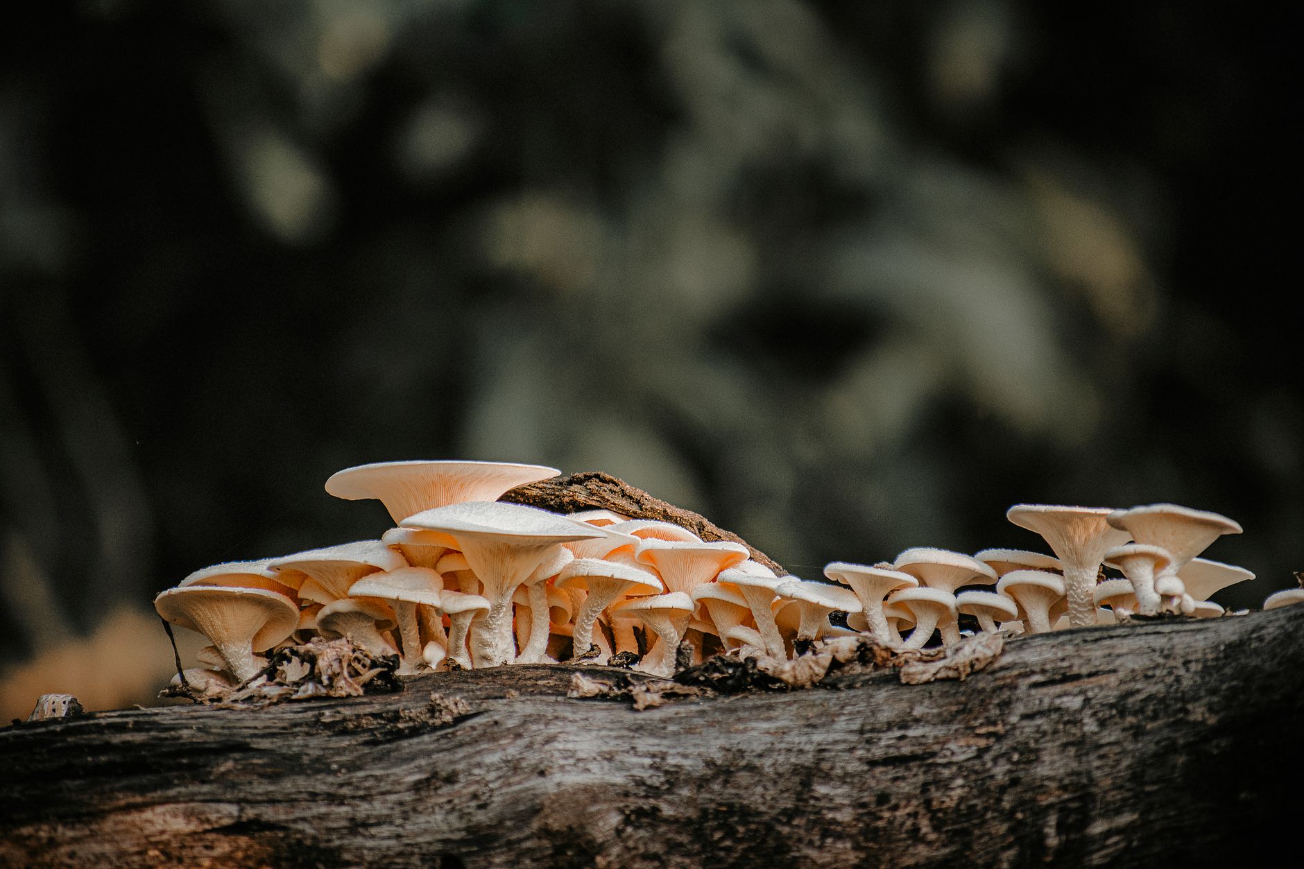 A cluster of wild mushrooms growing on a fallen log in a forest setting.