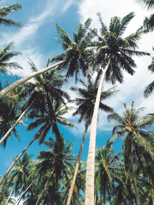 Gratis stockfoto met blauwe lucht, kokospalmen, lage hoek schot Stockfoto