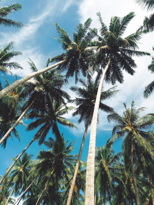 Free Low angle shot of tall coconut palm trees against a vibrant blue sky with white clouds. Stock Photo