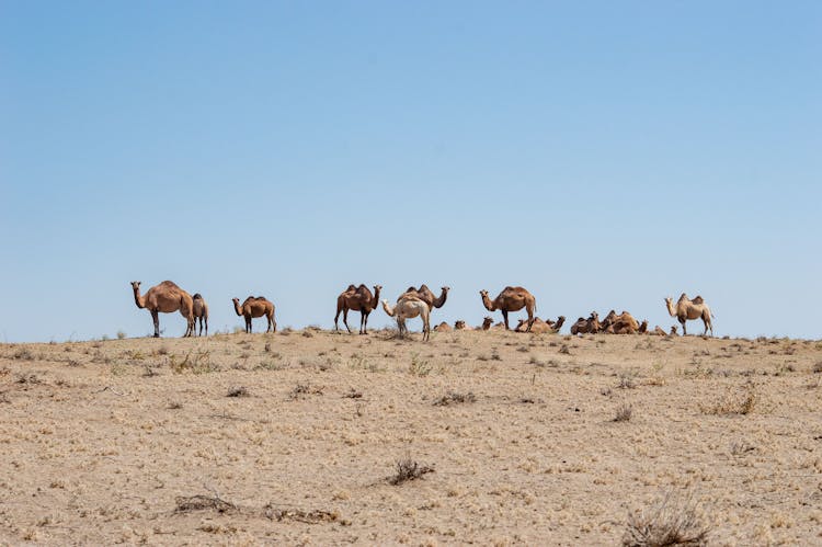 A Caravan Of Camels At A Desert