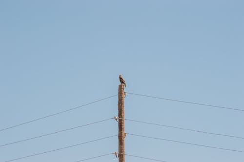 Free Бесплатное стоковое фото с орел, пустыня Stock Photo