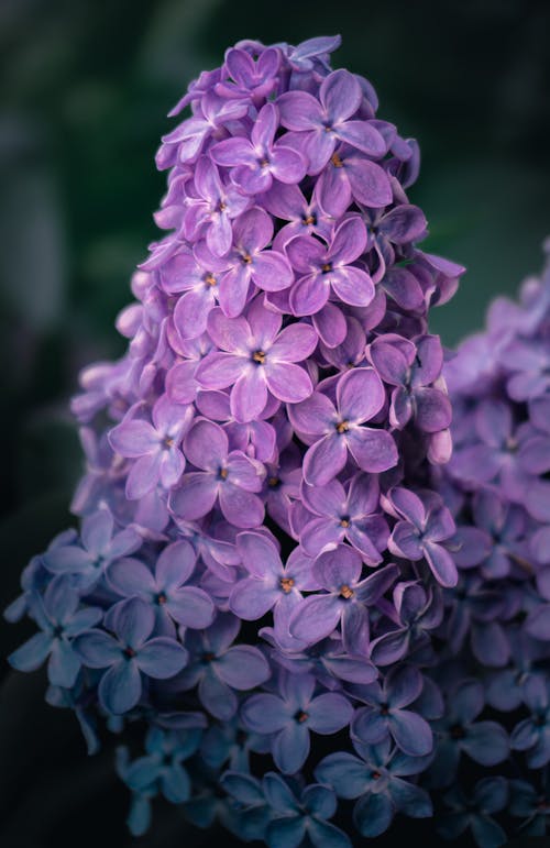 Free Close-Up Photograph of Purple Lilac Flowers Stock Photo