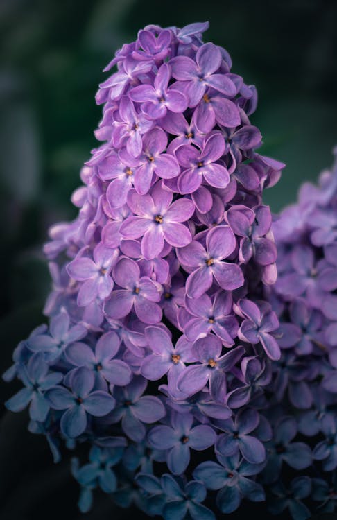 Close-Up Photograph of Purple Lilac Flowers