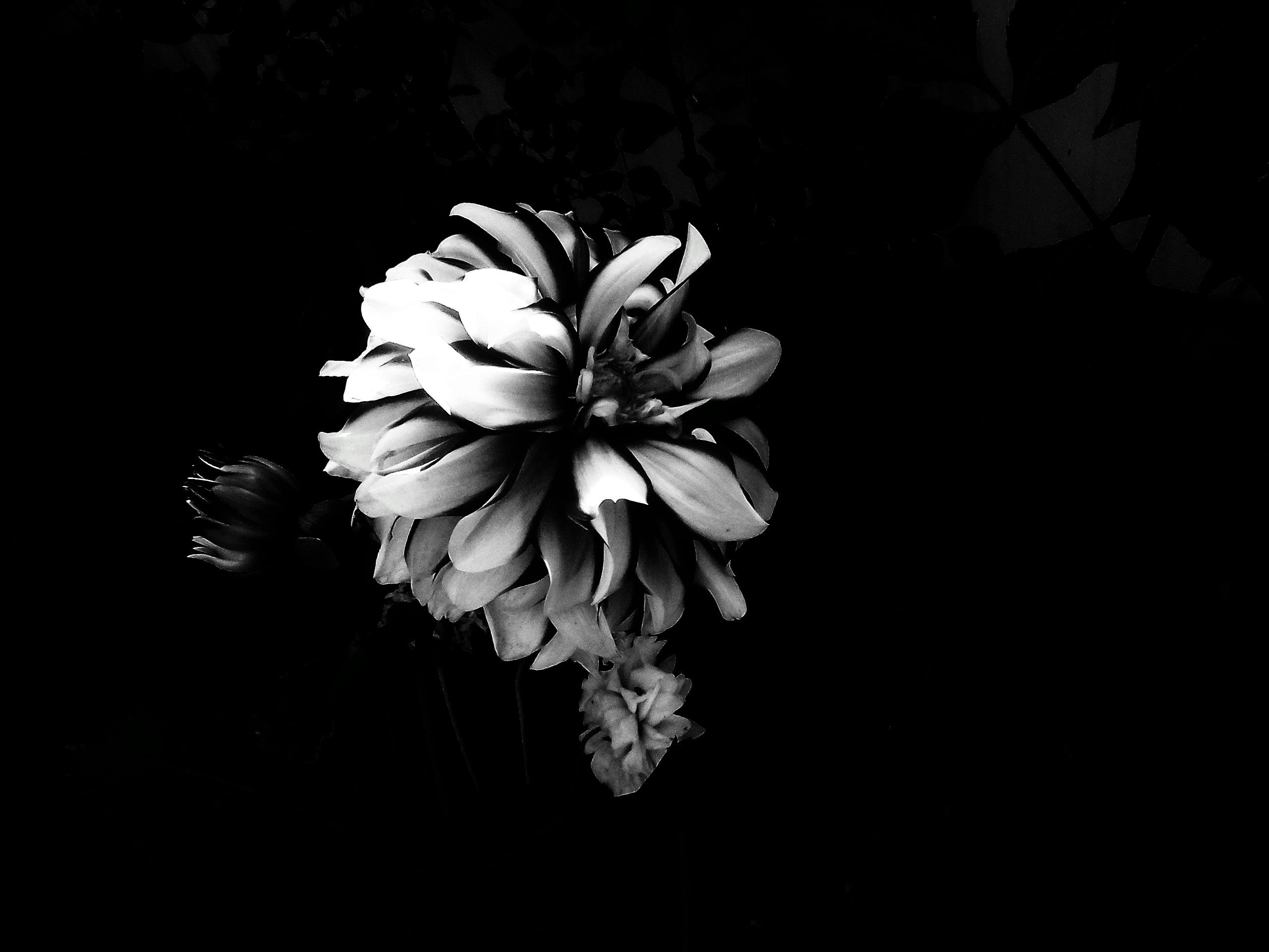 Menakjubkan 14+ Gambar Bunga Hitam Putih Keren - Gambar ...