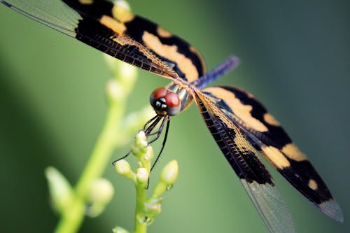 Kostenloses Stock Foto zu gehockt, insekt, insektenfotografie