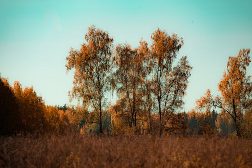 Free Brown Trees on Grass on the Field Stock Photo