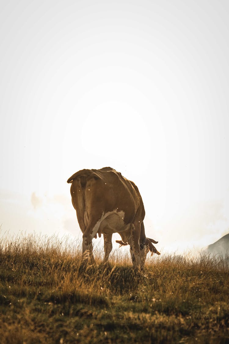 Cow Eating Grass On Pasture