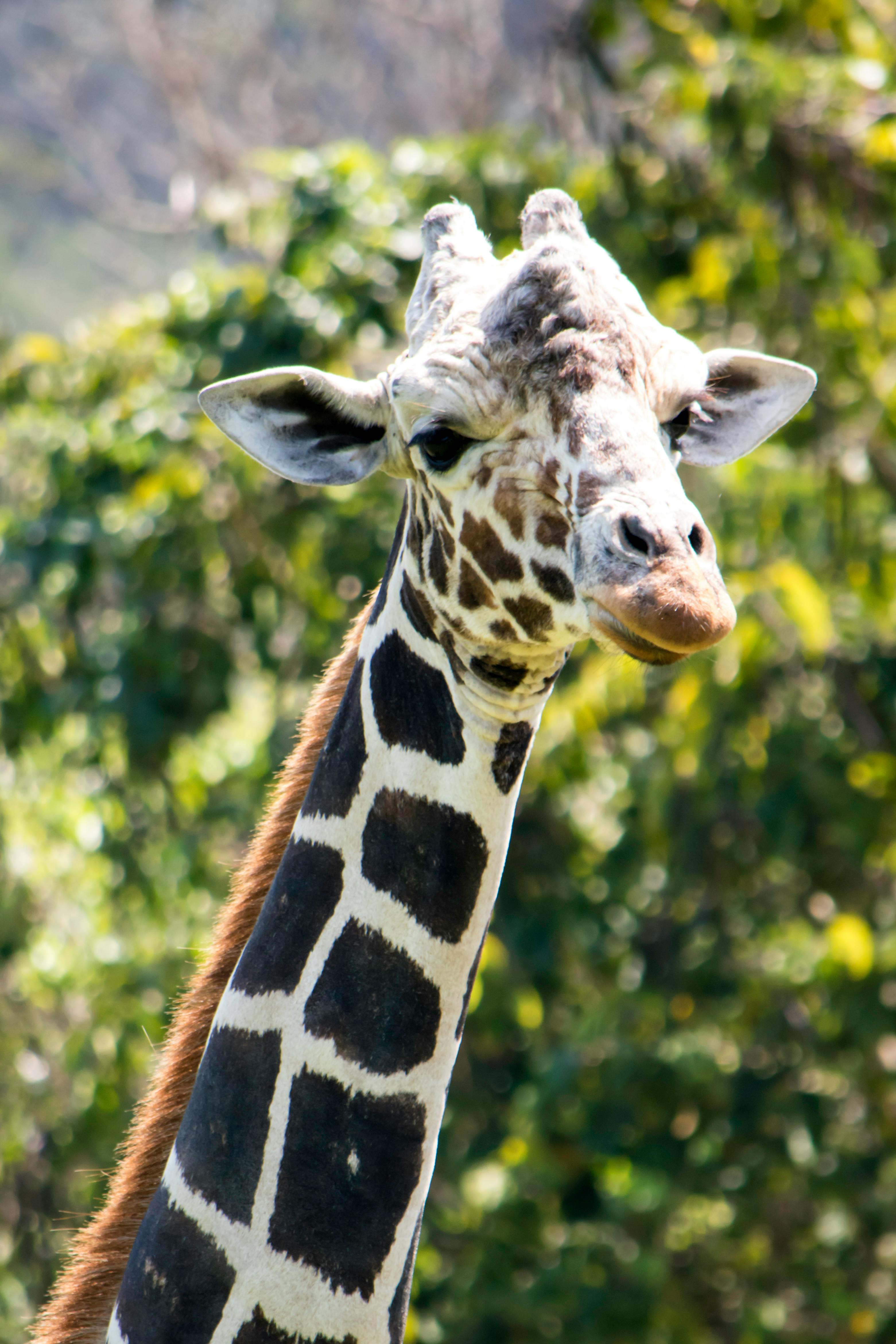 selective focus photography of giraffe