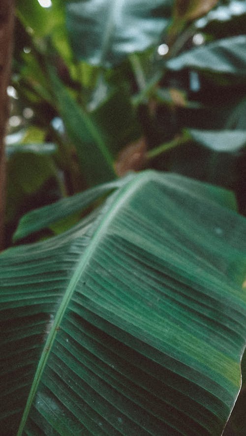 Close-Up Shot of Green Banana Leaf