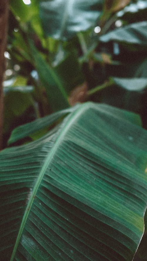 Foto stok gratis daun pisang, hijau, merapatkan