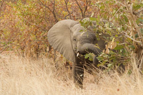Elephant Standing near Branches of Trees