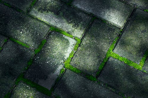 Moss Growing on Pavements 
