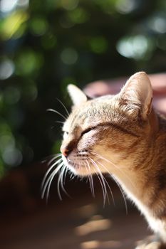 一只虎斑猫的侧面图，胡须在明亮的阳光和散景背景中显得格外突出