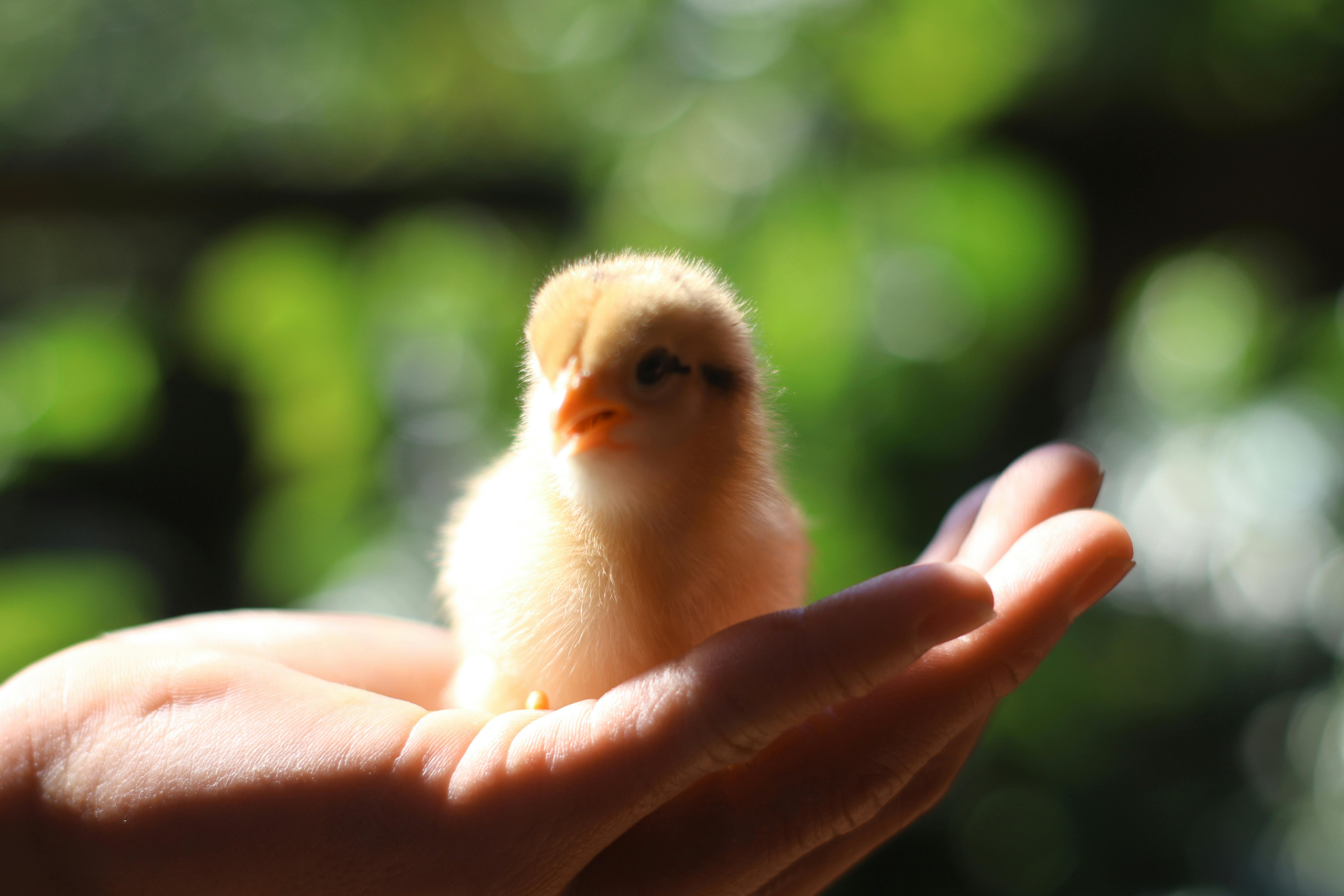 Free stock photo of animal, chicken, hand