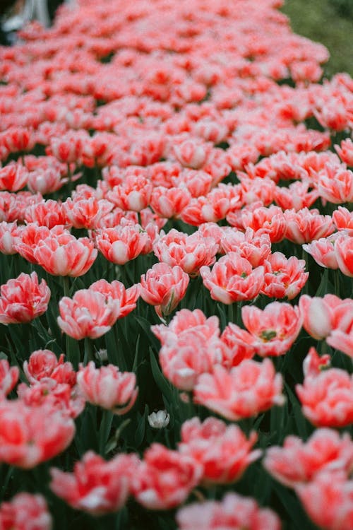 Close-up of Flowerbed of Red and White Tulips 