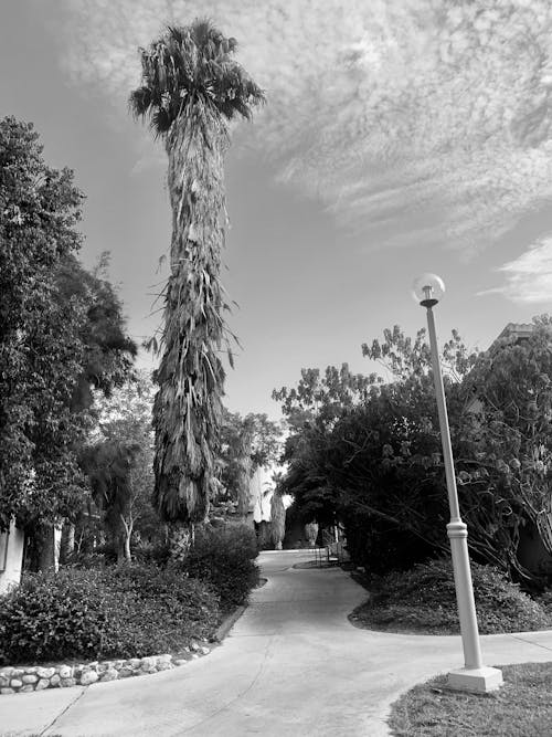 Fotos de stock gratuitas de blanco y negro, camino, cielo