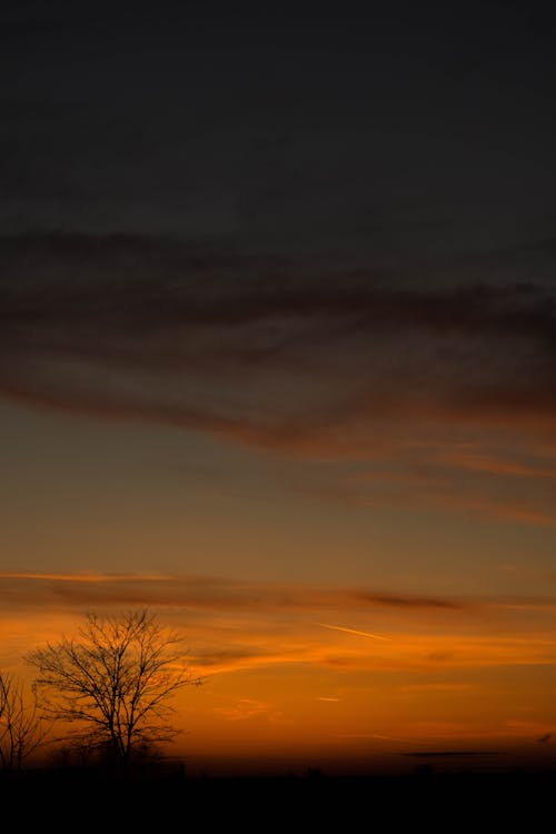 Free stock photo of dead tree, dramatic sky, evening sky