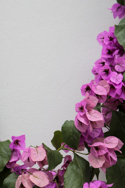 Bougainvillea Flowers on a White Wall