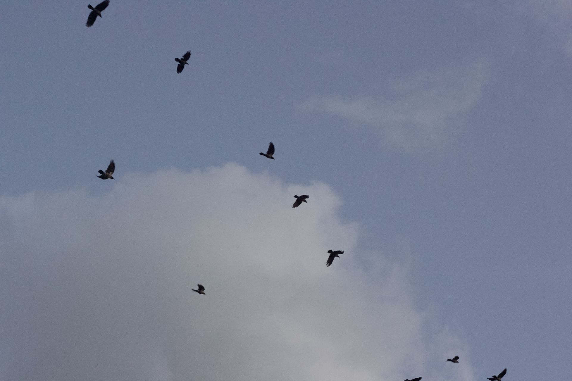 Silhouette of birds soaring through the sky with a backdrop of clouds, capturing the essence of flight and freedom.
