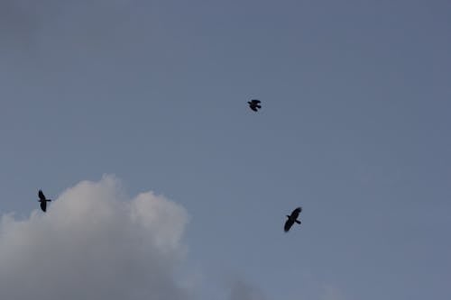 Birds Flying Under the Sky