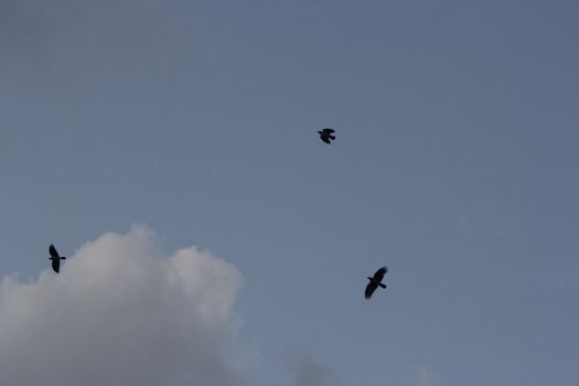 A flock of birds flying high against a backdrop of clouds and blue sky, capturing serene wildlife action.