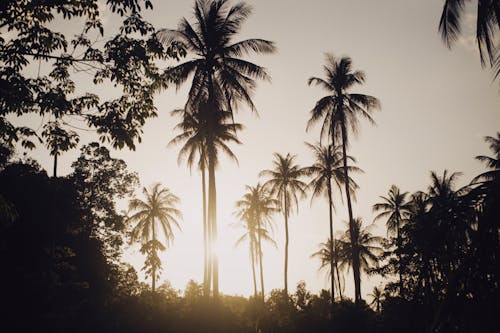 Kostnadsfria Kostnadsfri bild av bakgrundsbelyst, gryning, kokospalmer Stock foto