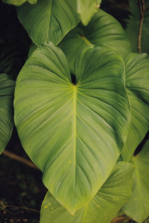 Lush Green Leaves