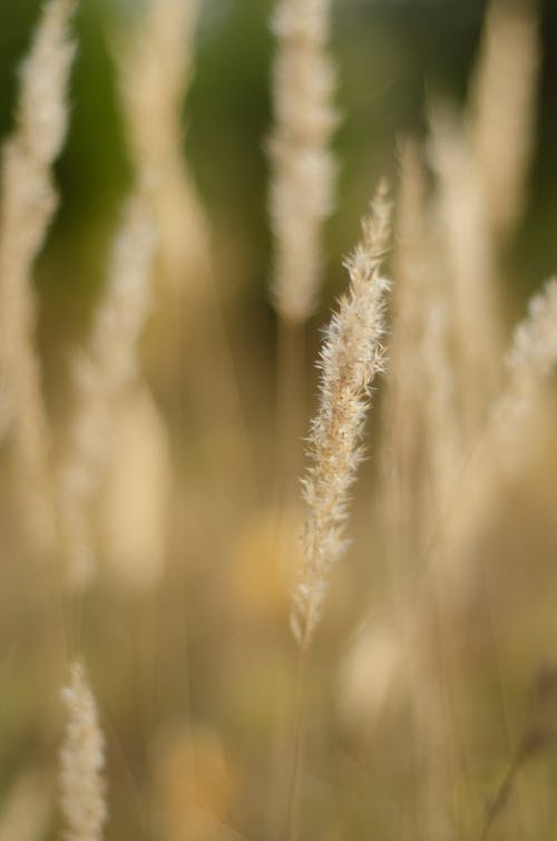 Pampas in Close-up Photography