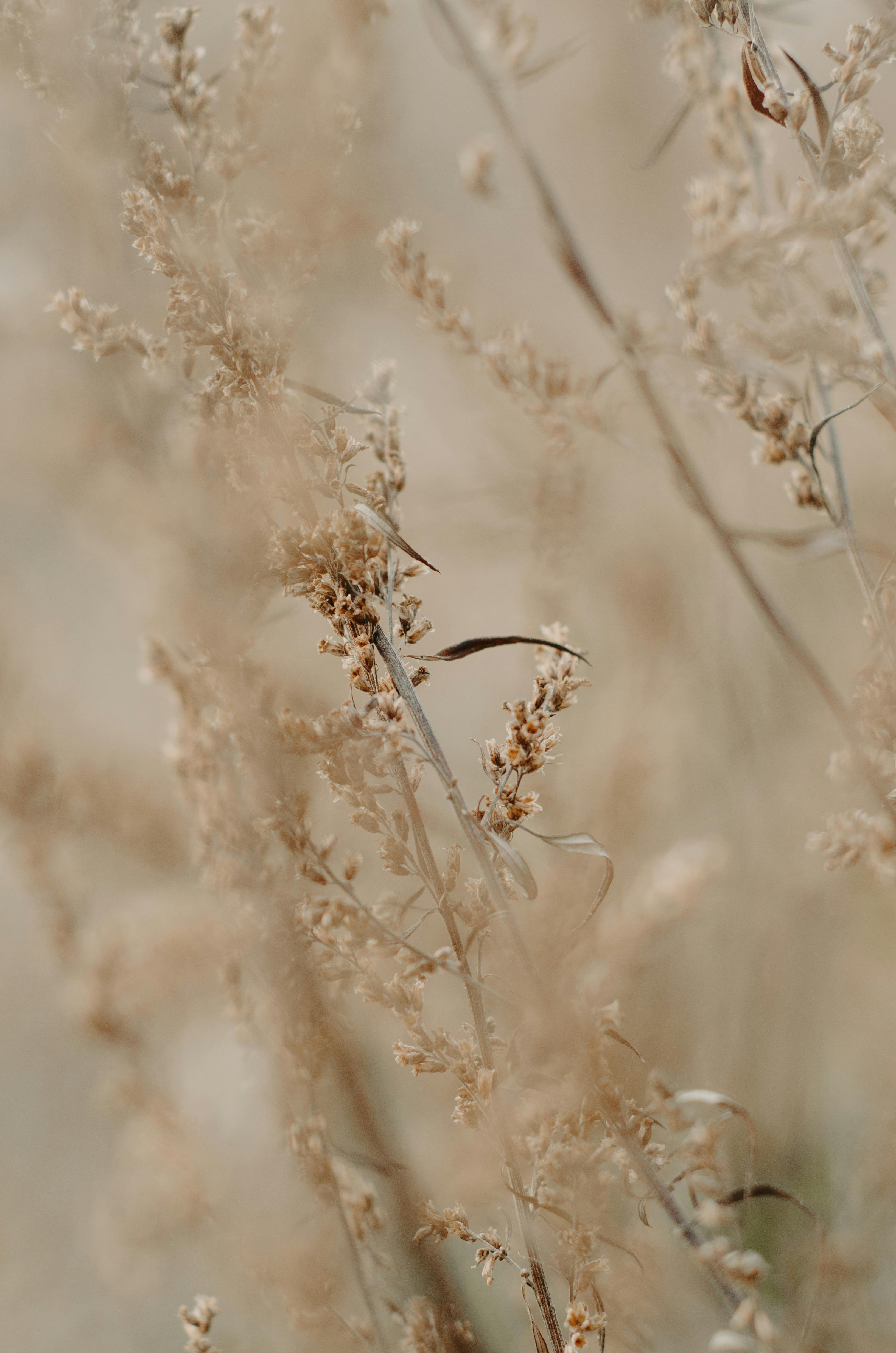 flowers of dry grass in close up photography