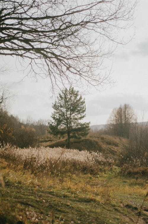 Gratis lagerfoto af bane, efterår, græs