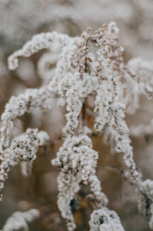 Free Close-up photo of frost-covered foliage, capturing nature's intricate winter beauty. Stock Photo