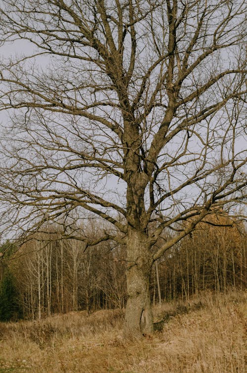 Leafless Trees on Brown Grass