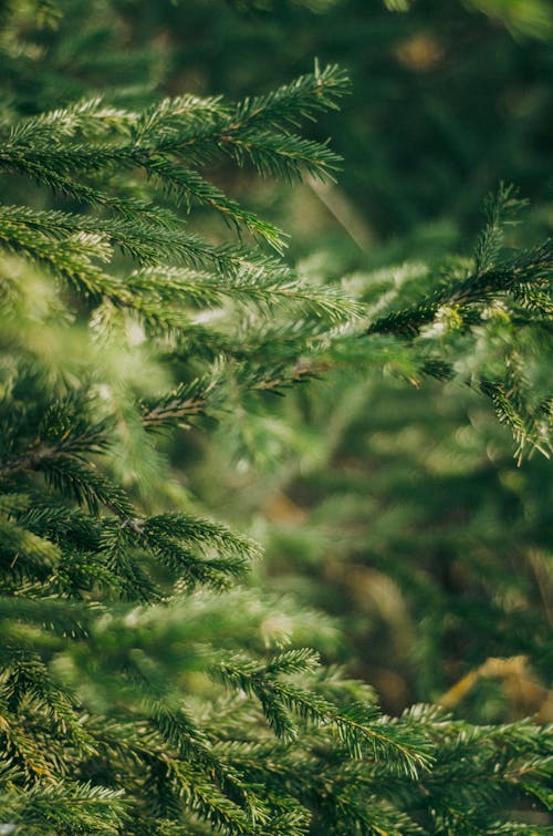 Close-up of Pine Tree Branches
