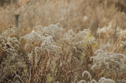 壁紙, 植物, 牧草地の無料の写真素材