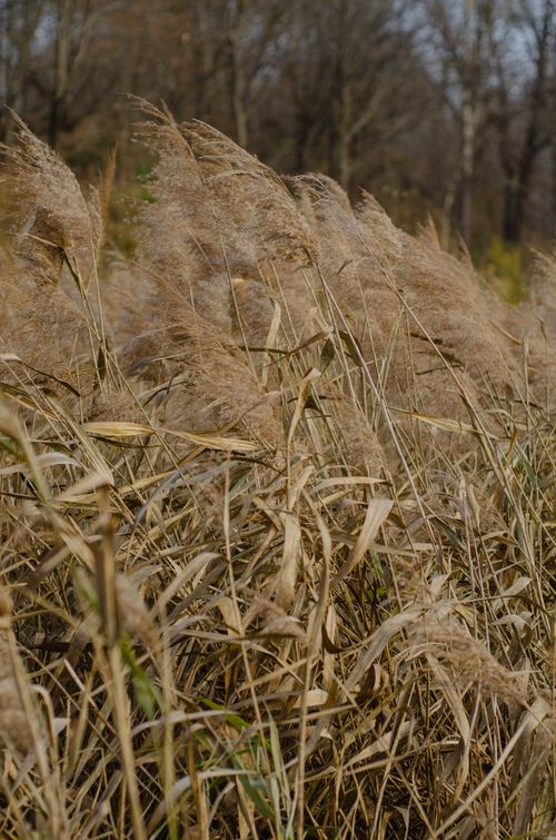 Free Golden reeds swaying in a rural field during fall, capturing nature's beauty. Stock Photo