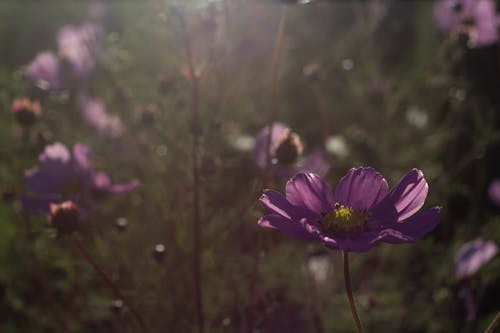 Purple Flowers in Tilt Shift Lens