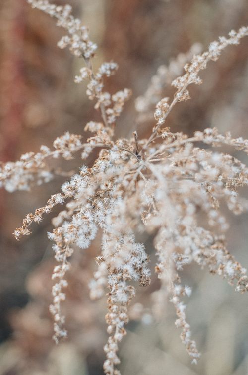 Free Close-up of a delicate dry plant with a dreamy, muted aesthetic Stock Photo