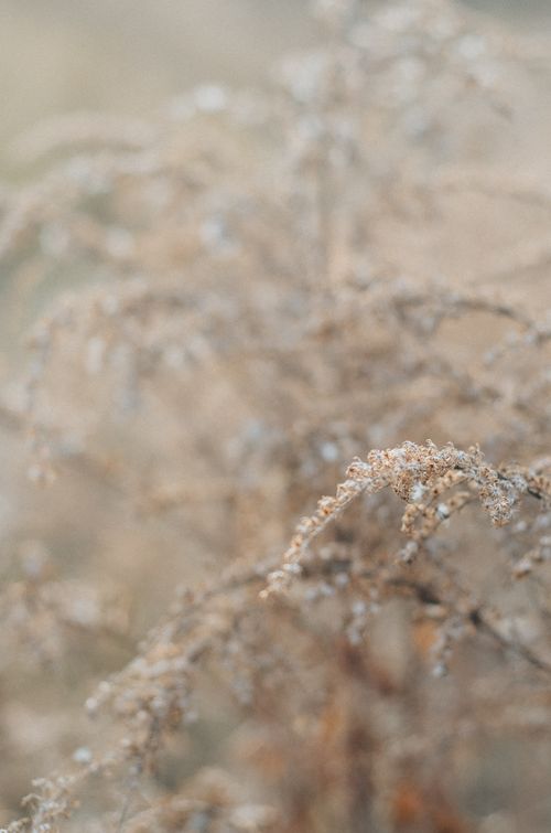 Free Elegant close-up capture of dried autumn flowers with selective focus and a blurred backdrop. Stock Photo