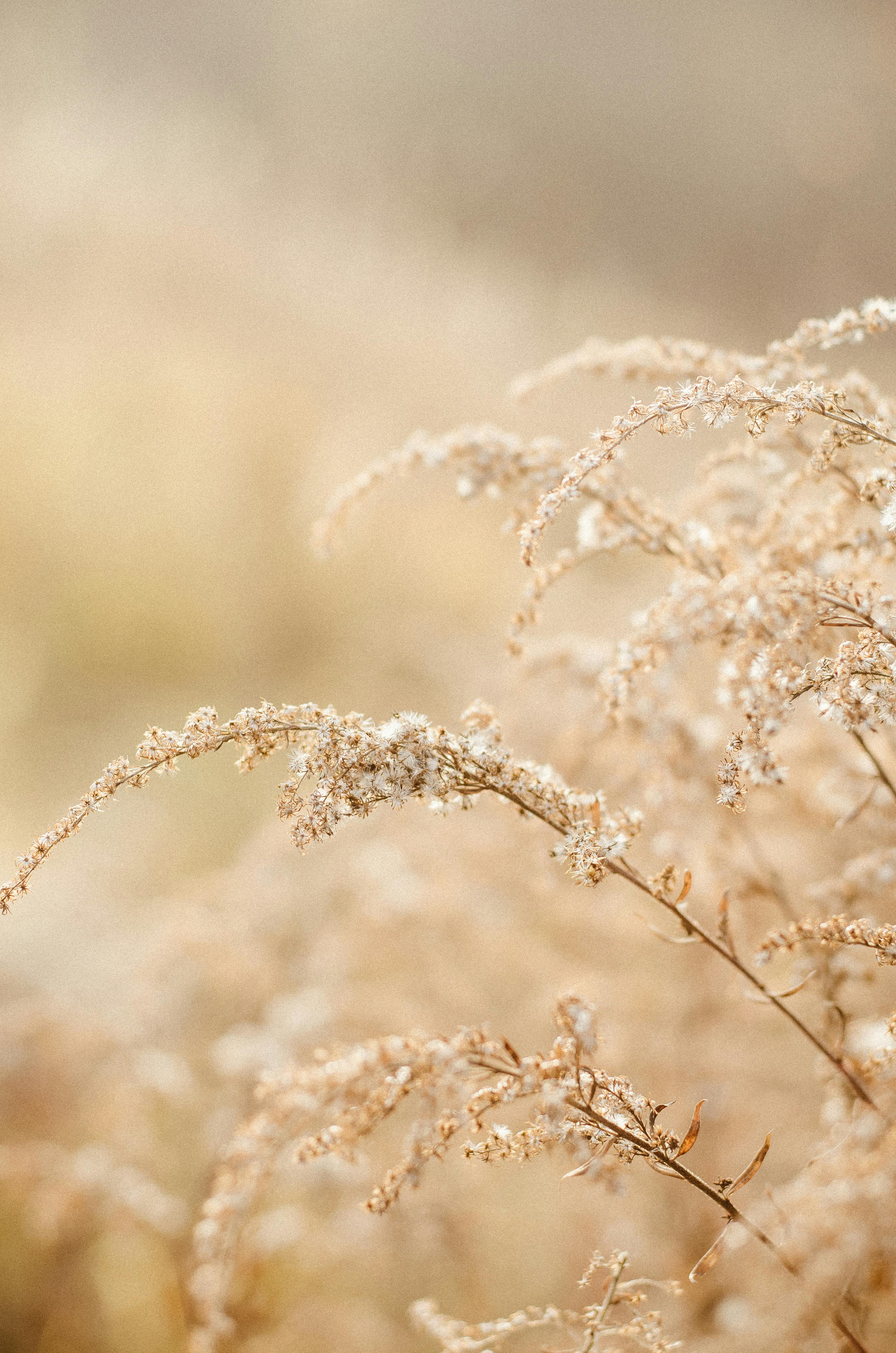 dry spikes on blur nature background