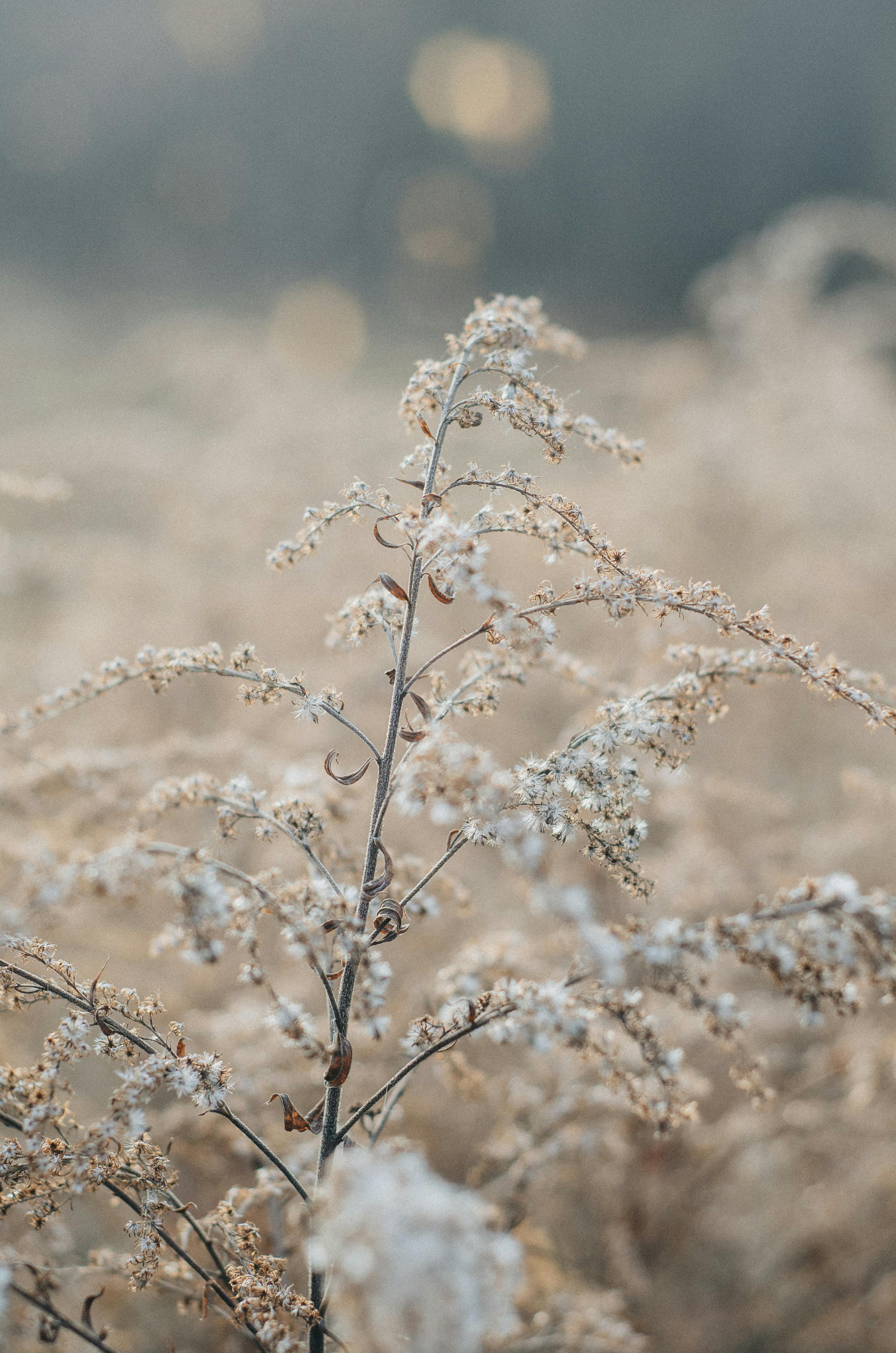 A delicate dried wildflower softly focused against a muted natural background.