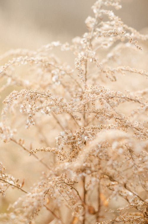 Gratis lagerfoto af blomsterfotografering, lodret skud, selektivt fokus