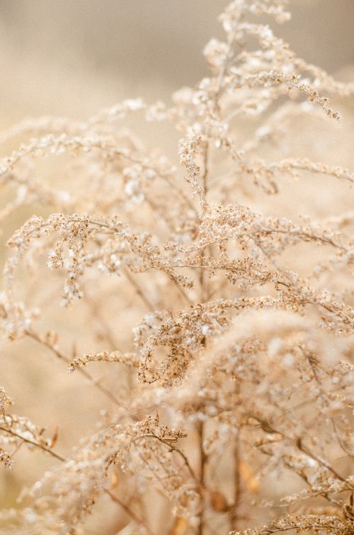 Free Soft-focus image of dried flowers capturing their delicate and fragile beauty. Stock Photo
