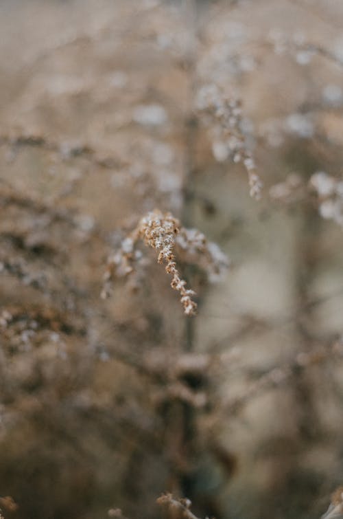 Gratis lagerfoto af blomsterfotografering, lodret skud, selektivt fokus