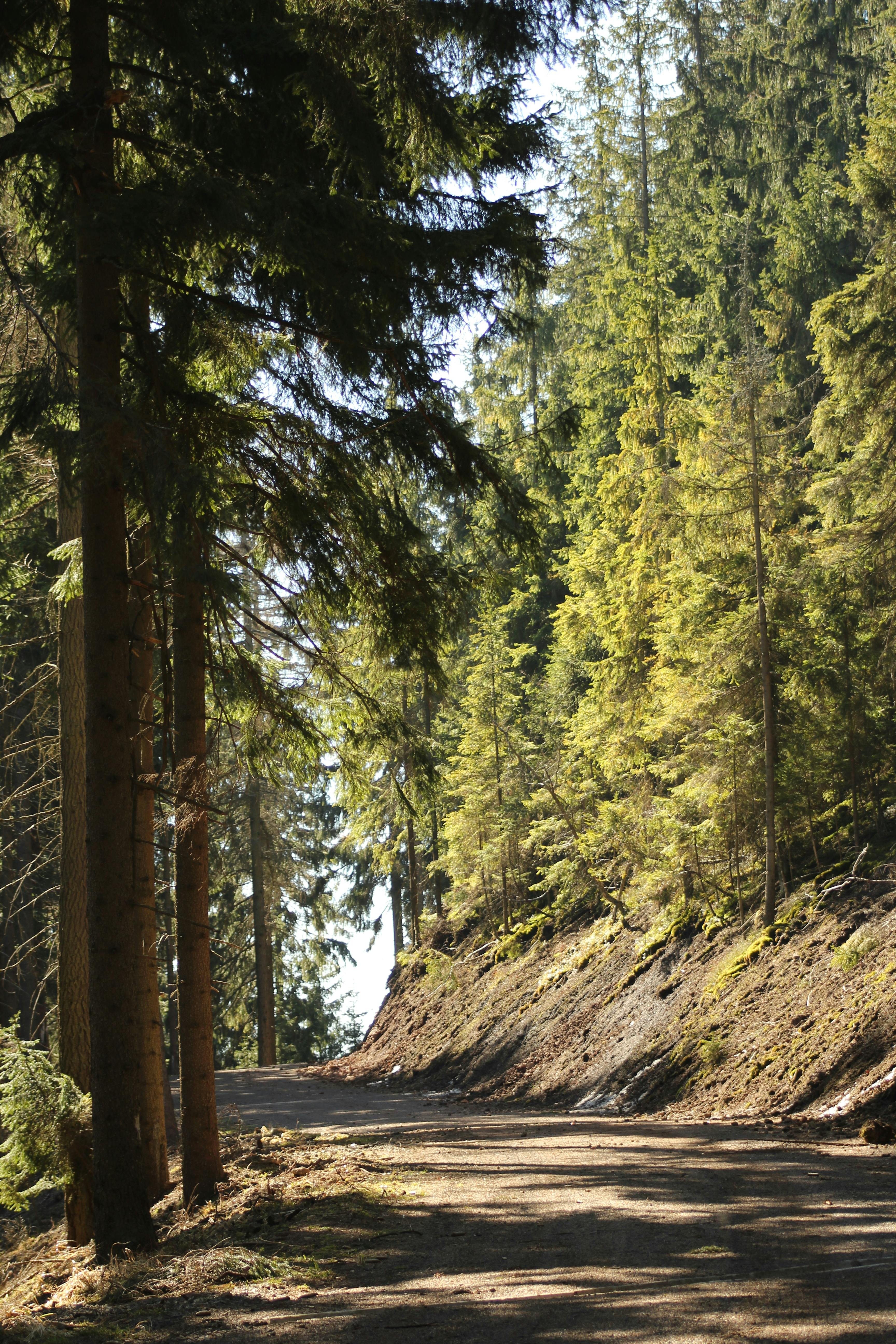 Free stock photo of forest, pine trees, road