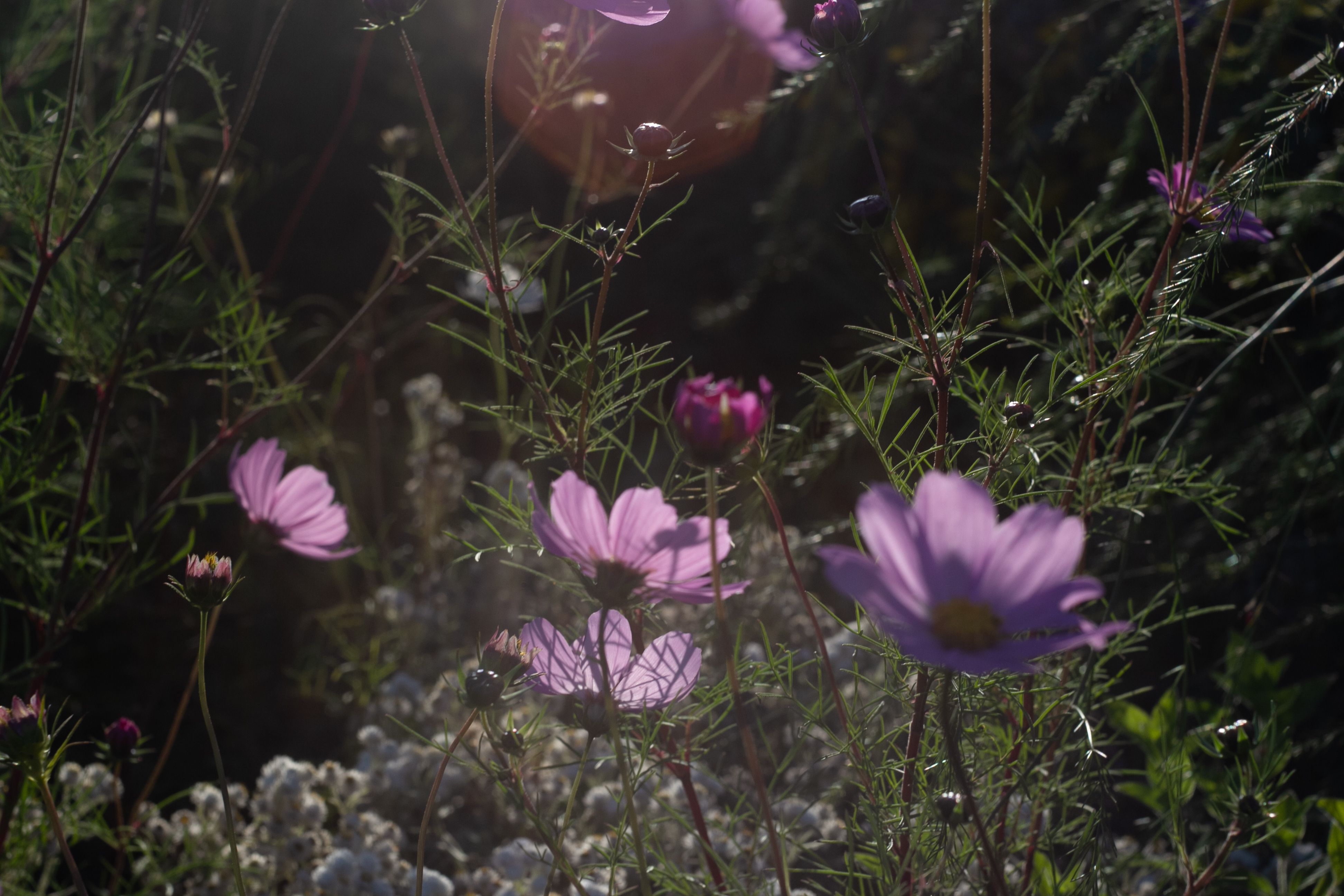 Purple cosmos flowers basking in sunlight in a lush garden setting.