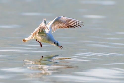 Free White Bird Flying over the Water Stock Photo