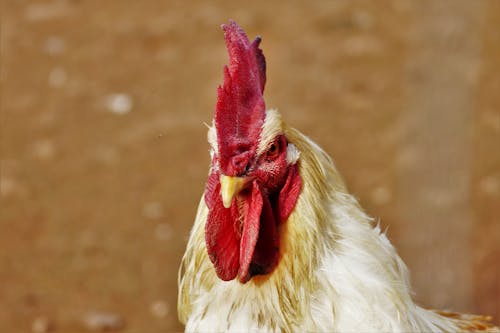 Rooster in Close Up Photography