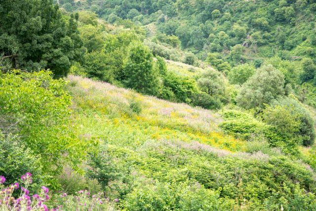 Versant verdoyant couvert de broussailles, typique des terrains en pente à débroussailler